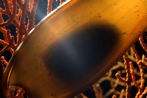 Gattuccio (Scyliorhinus sp.)