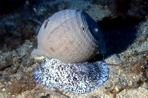 Mollusco gasteropode (Tonna galea)