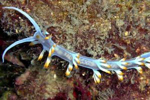 Flabellina bianca (Flabellina babai)