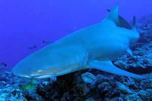 Squalo Seta (Carcharhinus falciformis)