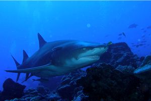 Squalo Seta (Carcharhinus falciformis)