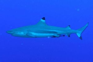 Squalo Seta (Carcharhinus falciformis)