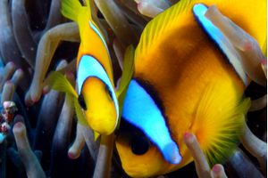 Pesce pagliaccio (Amphiprion bicinctus)