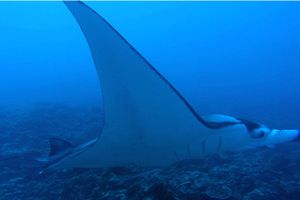 Manta (Manta birostris)