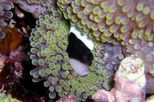 Pesce pagliaccio di Clark (Amphiprion clarkii)