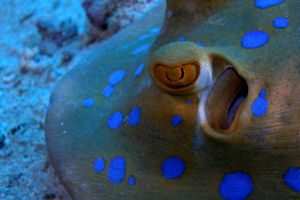 Razza a macchie blu (Taeniura lymma)