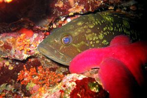 Cernia bruna (Epinephelus marginatus)