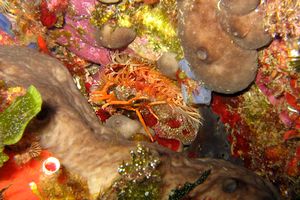 Spugna patata (Chondrosia reniformis)