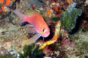 Castagnola rossa (Anthias anthias)