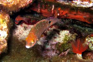 Tordo rosso (Symphodus mediterraneus)