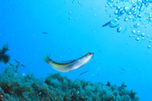 Donzella (Coris julis)