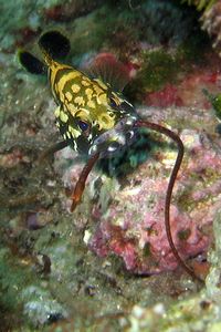 Cernia bruna (Epinephelus marginatus)