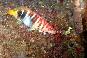 Sciarrano (Serranus scriba)