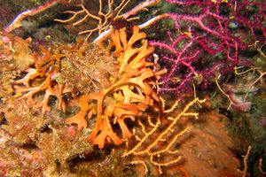 Briozoo (Pentapora fascialis)