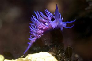 Flabellina rosa (Flabellina affinis)