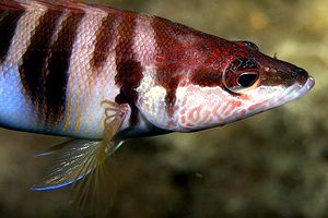 Sciarrano (Serranus scriba)