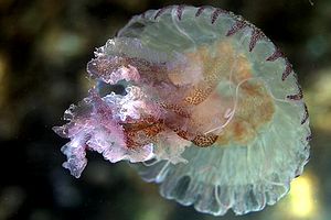 Medusa luminosa (Pelagia noctiluca)