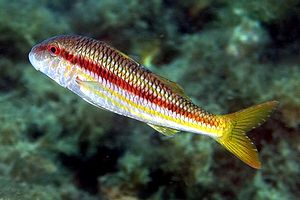 Triglia di scoglio (Mullus surmuletus)