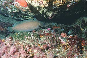 Musdea bianca (Phycis phycis)