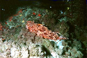 Scorfano rosso (Scorpaena scrofa)