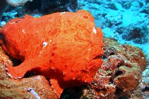 Pesce rana gigante (Antennarius commersoni)
