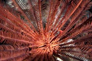 Crinoide rosso (Echinodermi n.d.)