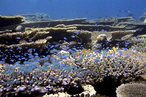 Castagnola verde (Chromis viridis)