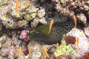 Murena ondulata (Gymnothorax undulatus)