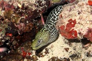 Murena ondulata (Gymnothorax undulatus)