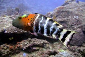 Tordo  fasciato tropicale (Cheilinus fasciatus)