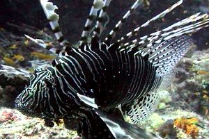 Pesce cobra (Pterois miles)