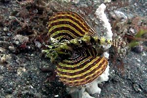 Pesce cobra zebrato (Dendrochirus zebra)
