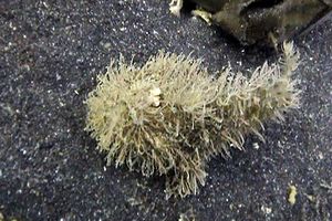 Pesce rana striato (Antennarius striatus)