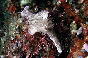 Nudibranchio (Cerastosoma trilobatum)