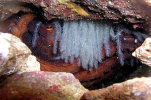 Polpo comune (Octopus vulgaris)