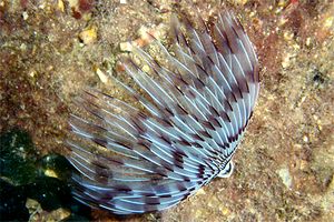 Verme pavone (Sabella penicillus)