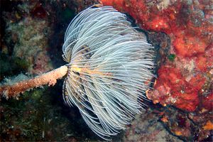 Spirografo (Sabella spallanzanii)