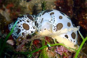 Vacchetta di mare (Discodoris atromaculata)