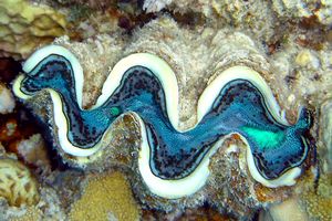 Tridacna (Tridacna maxima)