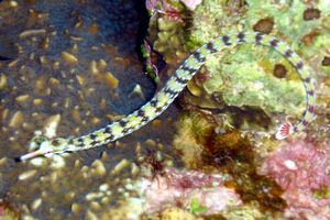 Pesce ago a bande gialle (Corythoichthys flavofasciatus)