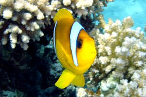 Pesce pagliaccio (Amphiprion bicinctus)