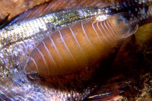Anilocra (Anilocra physodes)
