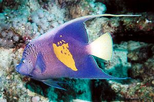 Pesce angelo maculato (Pomacanthus maculosus)