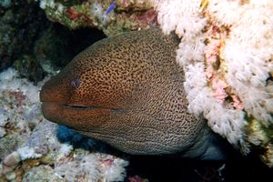 Murena gigante (Gymnothorax javanicus)