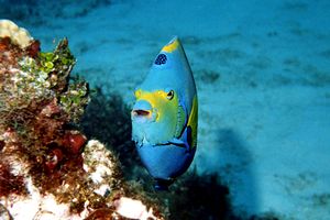 Pesce angelo regina (Holacanthus ciliaris)