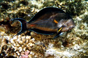 Pesce chirurgo (Acanthurus sohal)