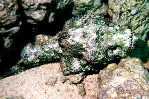 Pesce scorpione tessellato (Scorpaenopsis oxycephala)