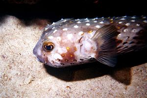 Pesce istrice (Cyclichthys spilostylus)