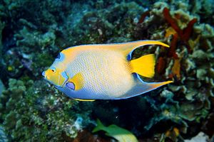 Pesce angelo regina (Holacanthus ciliaris)