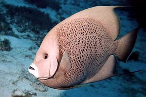 Pesce angelo grigio (Pomacanthus arcuatus)